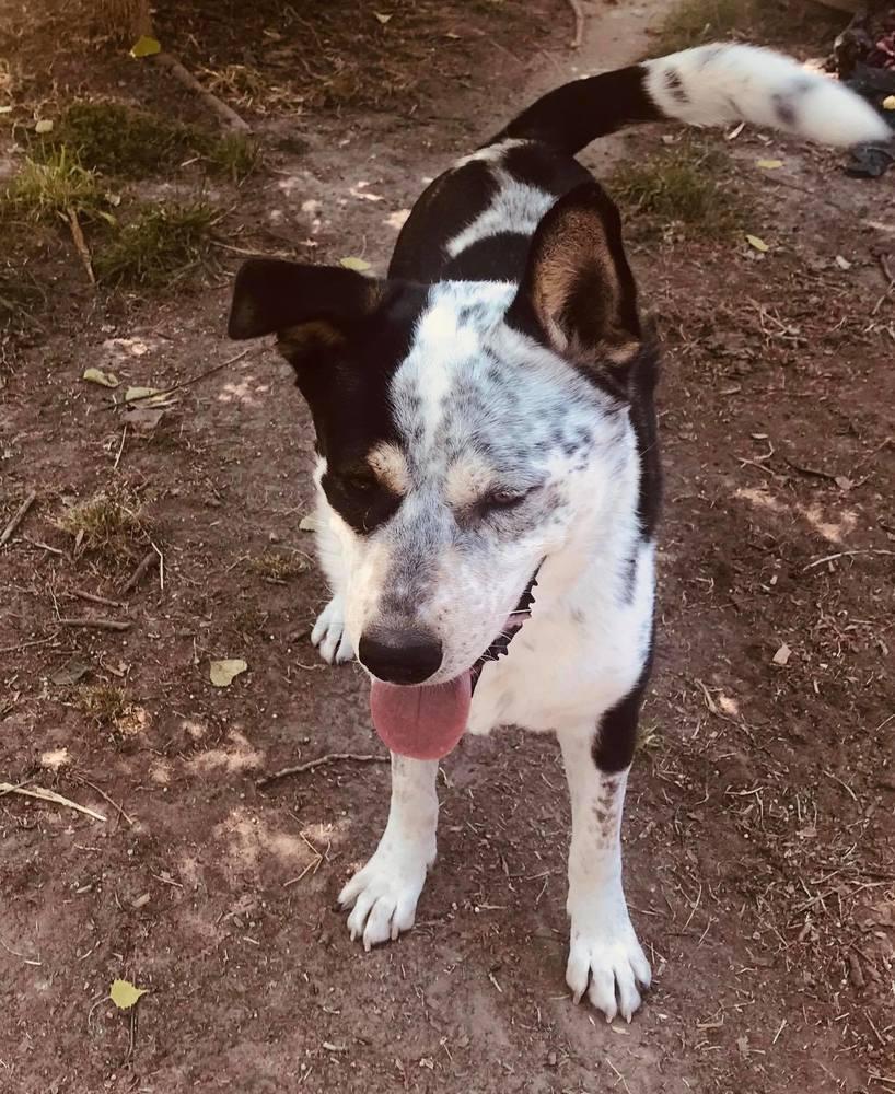 Enlarge Prince (CP), a Adoptable mixed breed in Dallas, TX image 4/5