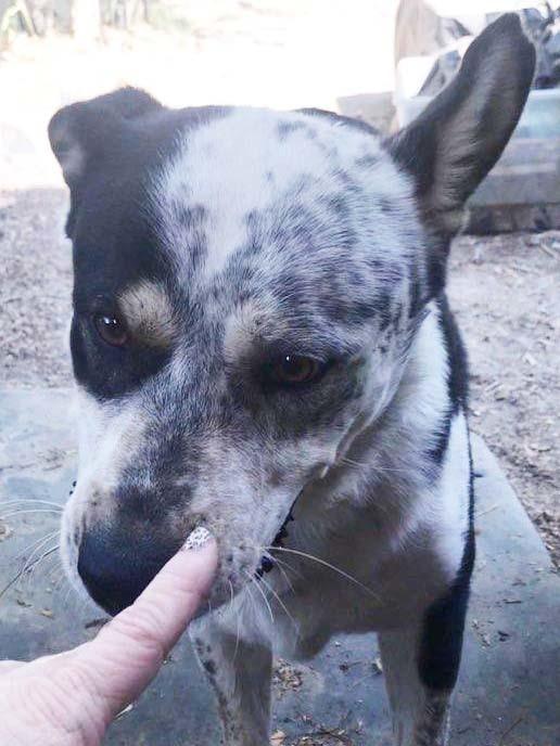 Enlarge Prince (CP), a Adoptable mixed breed in Dallas, TX image 5/5