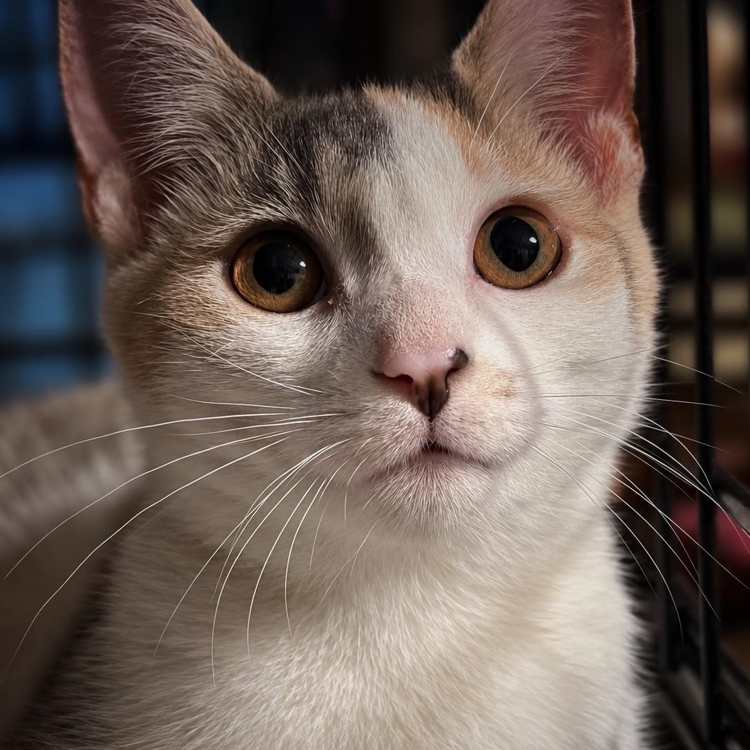 Nancy Drew, Adoptable, Kitten Female Domestic Short Hair.