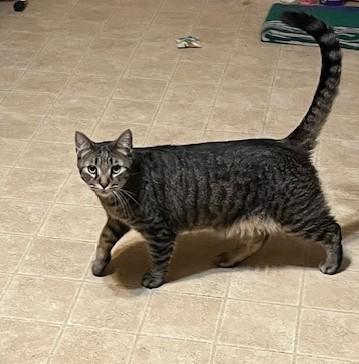 Enlarge Comet, a Adoptable Domestic Short Hair in Rochester, NY image 1/1