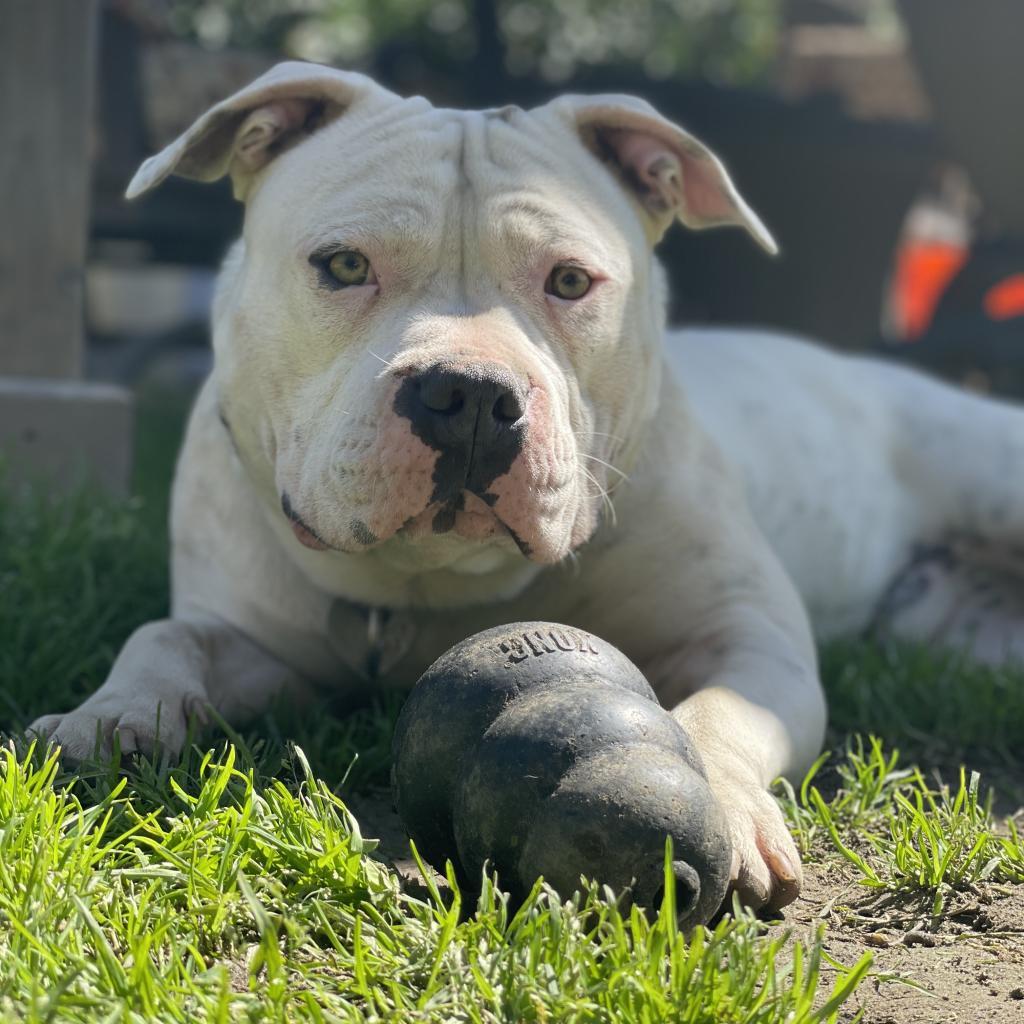 Duck, Adoptable, Adult Male Pit Bull Terrier & American Staffordshire Terrier.
