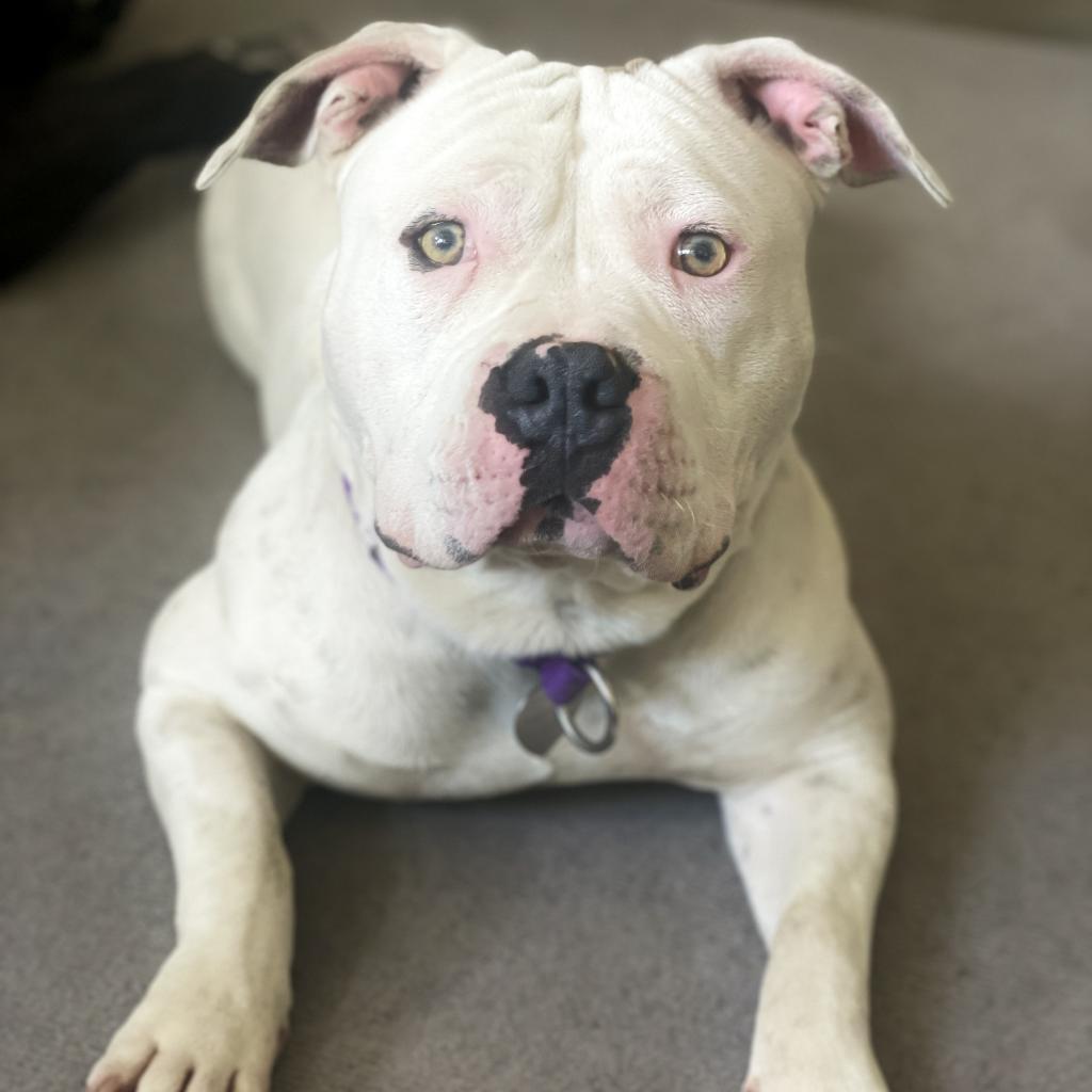 Enlarge Duck, a Adoptable mixed breed in Los Angeles, CA image 3/6