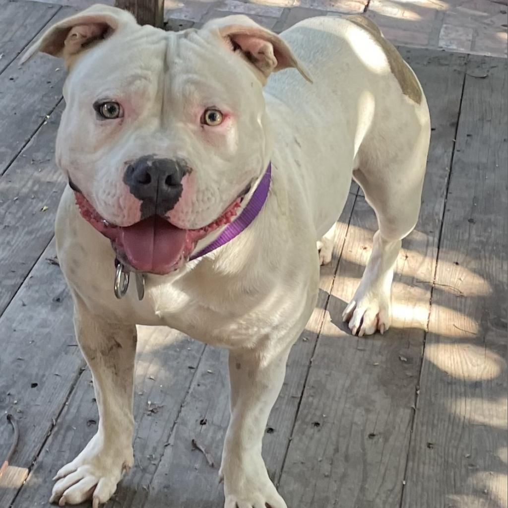 Enlarge Duck, a Adoptable mixed breed in Los Angeles, CA image 5/6