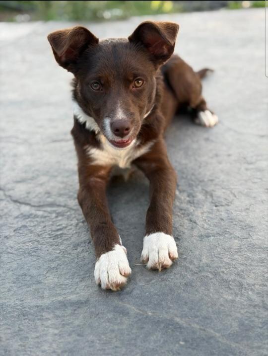 Enlarge Turbo, a Adoptable mixed breed in Spokane, WA image 1/6
