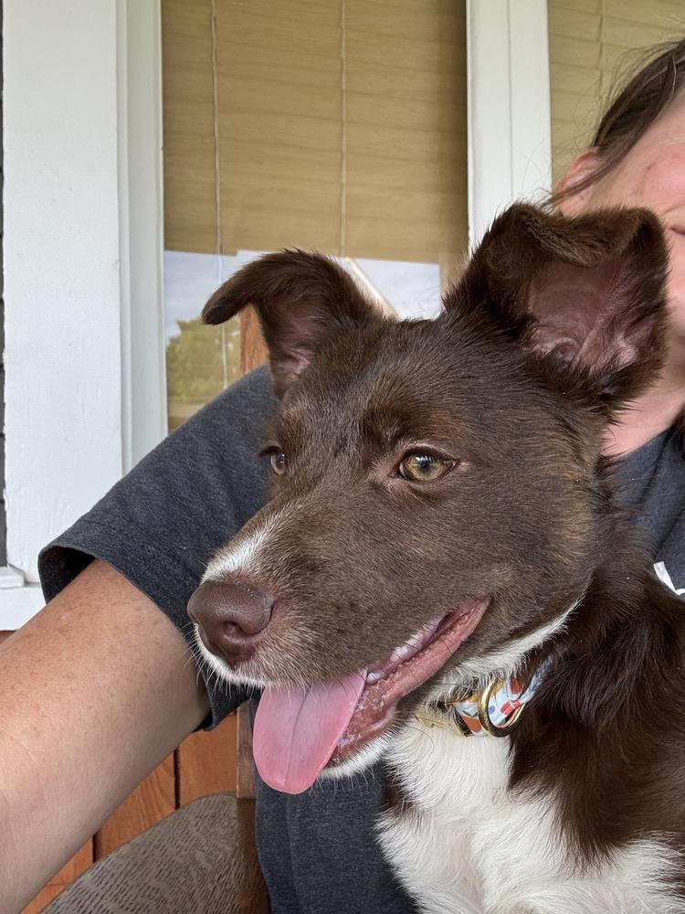 Turbo, Adoptable, Puppy Female Cattle Dog & Pit Bull Terrier.