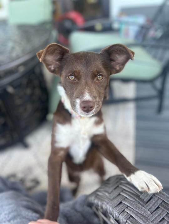 Enlarge Turbo, a Adoptable mixed breed in Spokane, WA image 3/6