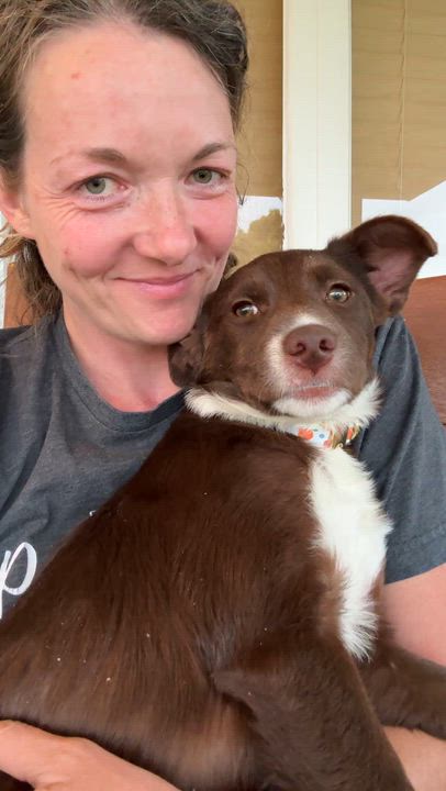 Enlarge Turbo, a Adoptable mixed breed in Spokane, WA video 4/6