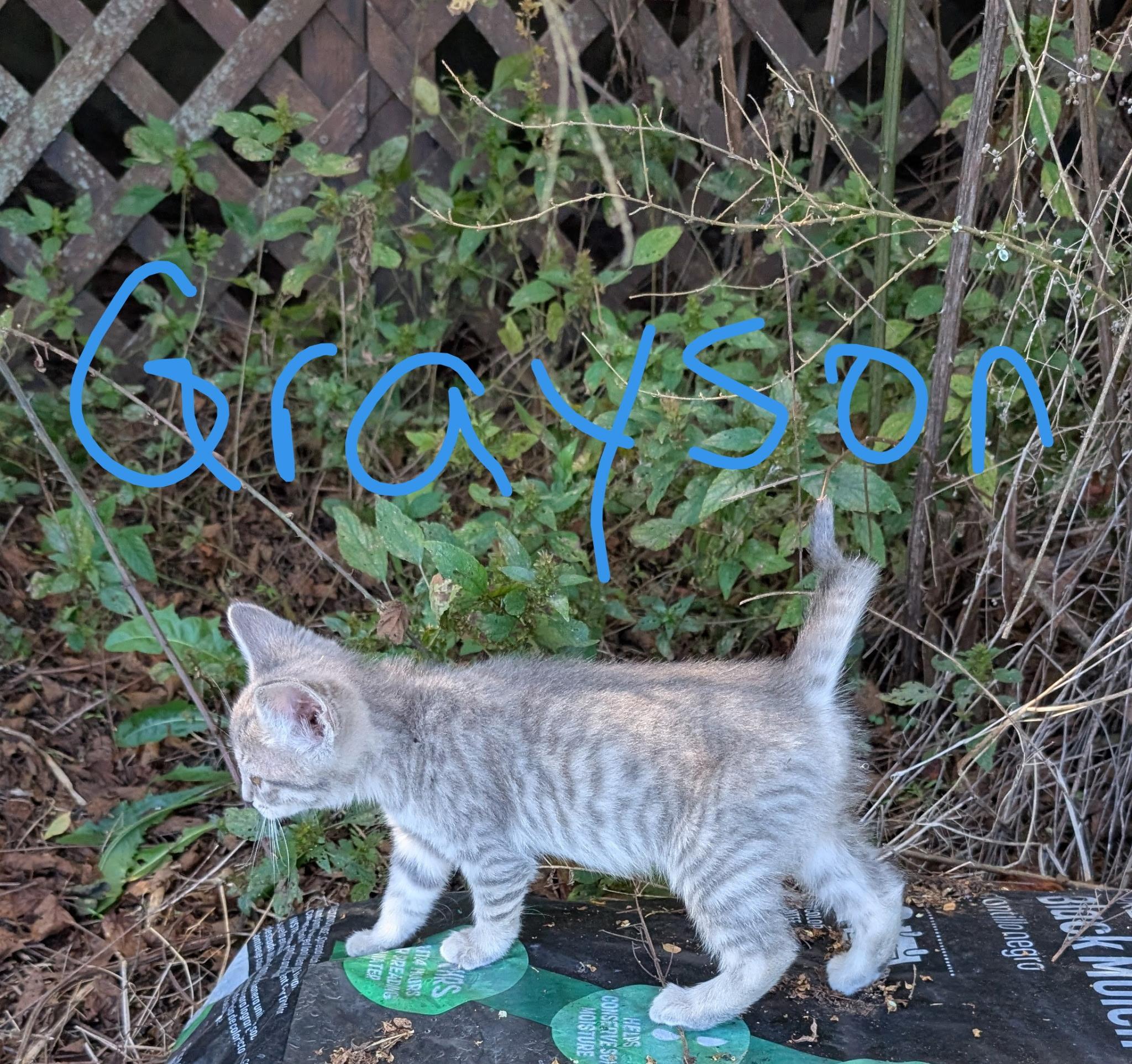 Enlarge Grayson, a Adoptable Domestic Short Hair in Reddick, FL image 1/1
