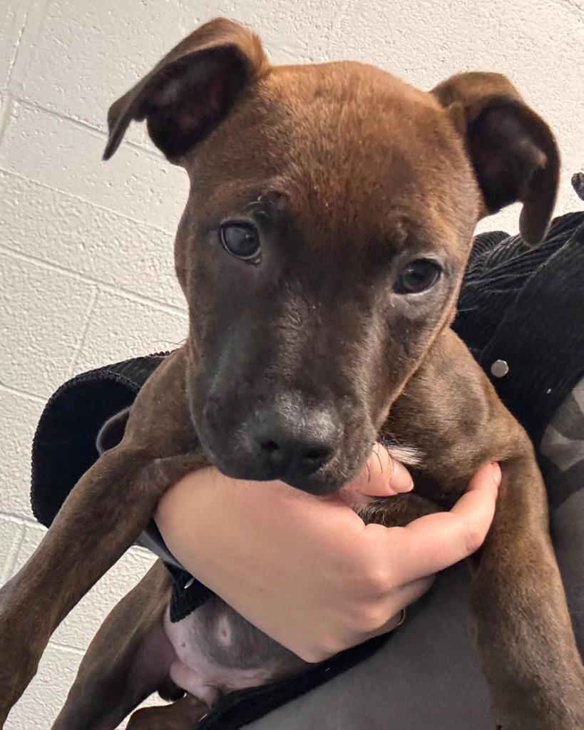 Enlarge Burch, a Adoptable mixed breed in Muskegon, MI image 1/3