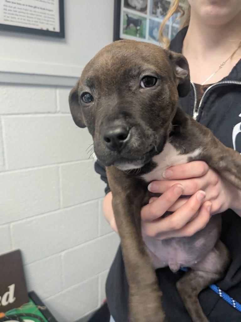 Enlarge Burch, a Adoptable mixed breed in Muskegon, MI image 2/3