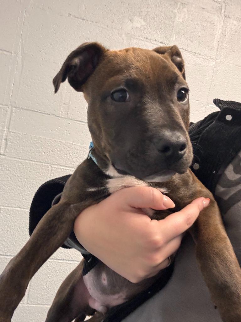 Enlarge Burch, a Adoptable mixed breed in Muskegon, MI image 3/3