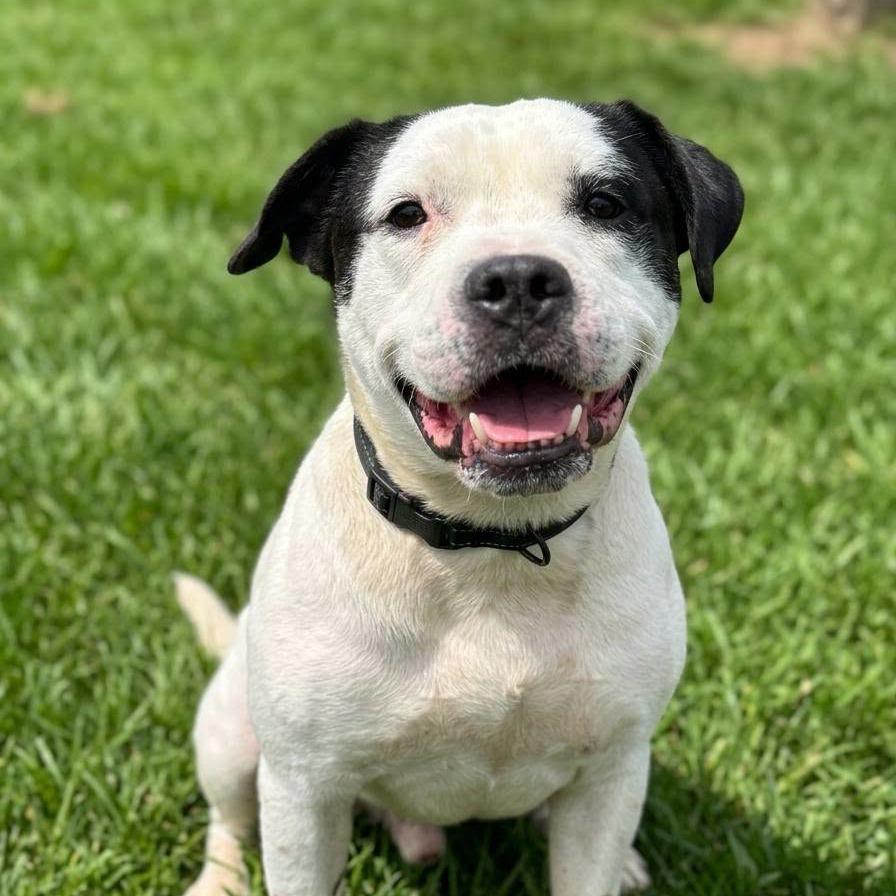 Landon, Adoptable, Adult Male Mixed Breed.