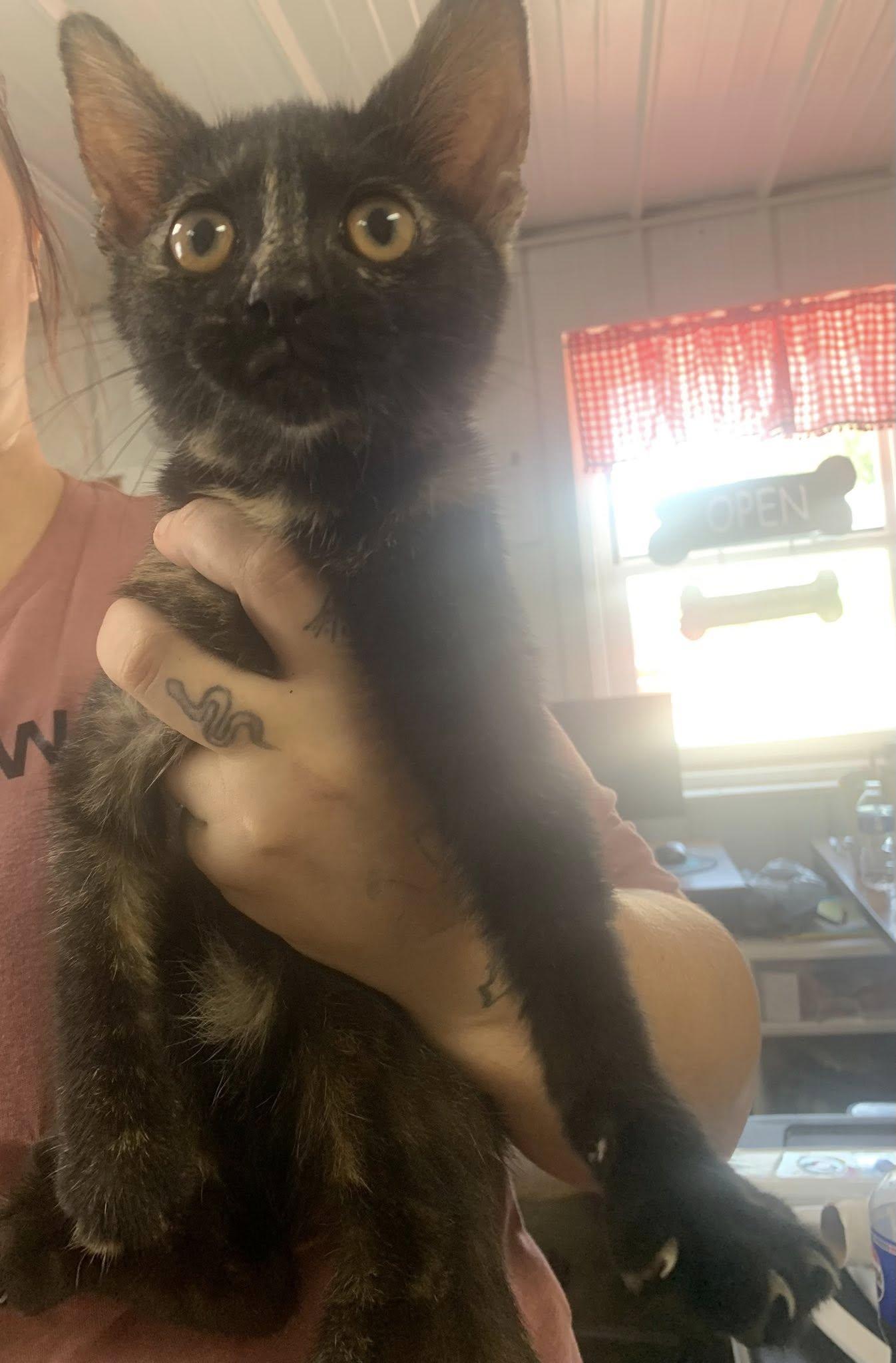 Hallow, Adoptable, Young Female Tortoiseshell.