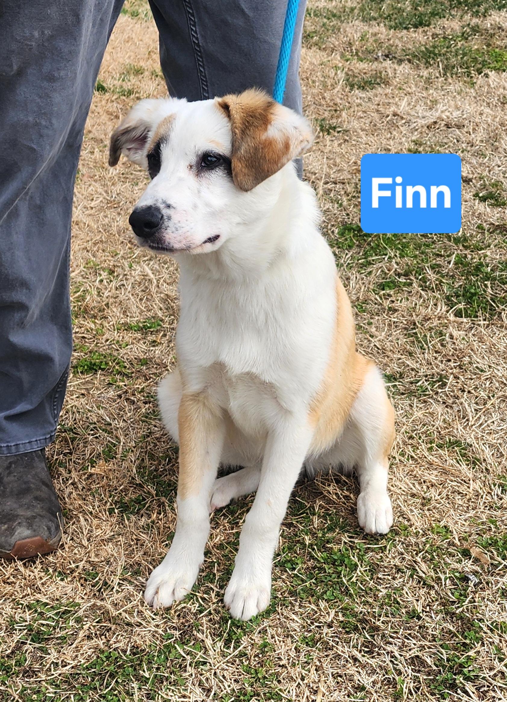 Finn, adopted, Young Male Border Collie & Australian Cattle Dog / Blue Heeler.