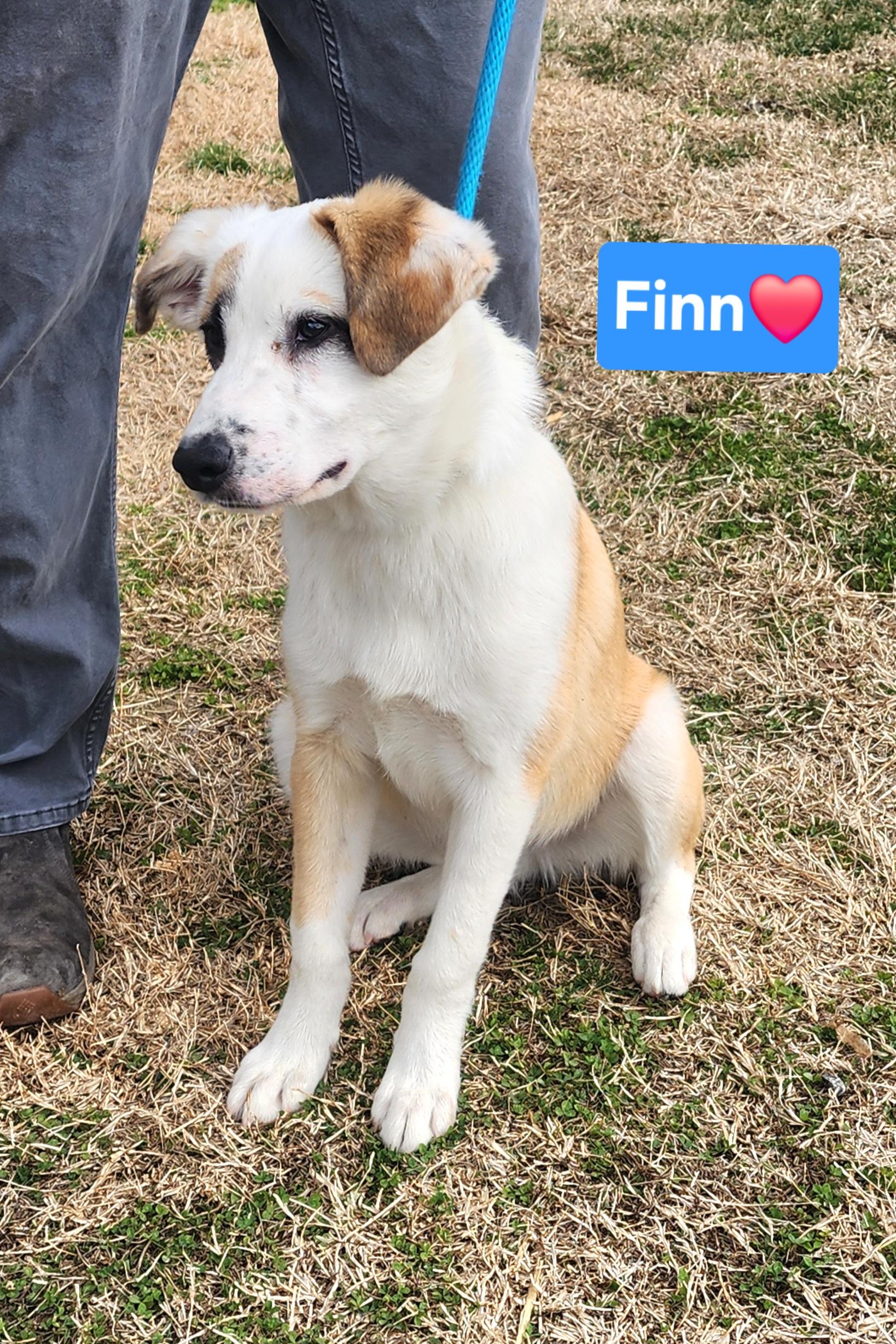 Enlarge Finn, an adopted mixed breed in Clinton, MO image 2/2