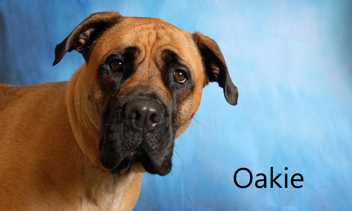 Enlarge Oakie, a ADOPTABLE mixed breed in Mount Vernon, OH image 1/2