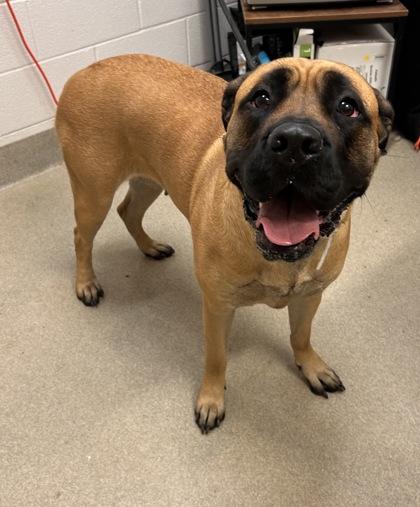 Enlarge Oakie, a ADOPTABLE mixed breed in Mount Vernon, OH image 2/2