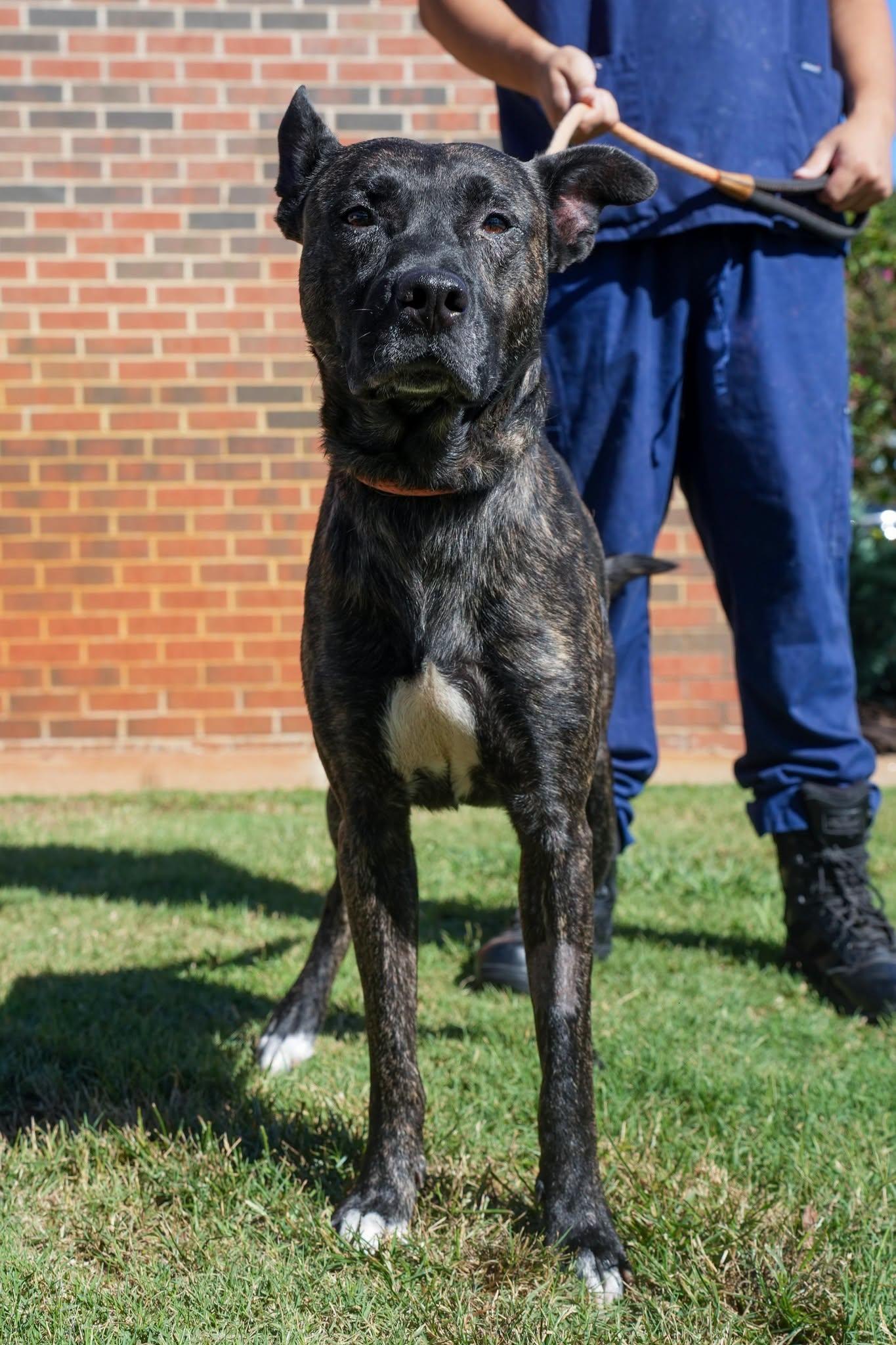 Enlarge Ogie, a Adopted mixed breed in Stillwater, OK image 1/1