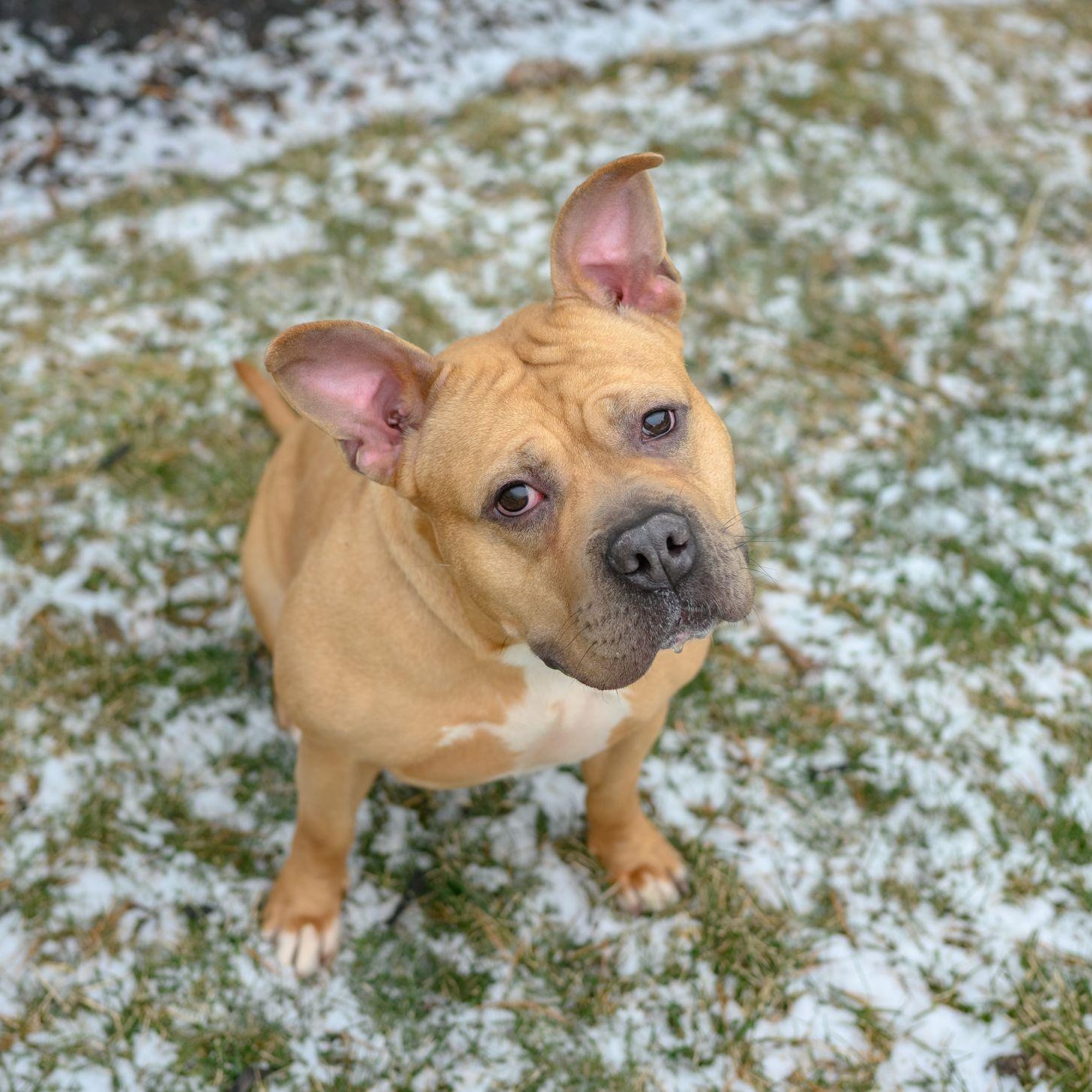 POTATO, ADOPTABLE, Adult Female Pit Bull Terrier.