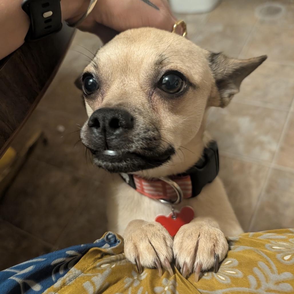 Enlarge Poncho, a ADOPTABLE mixed breed in Boulder, CO image 1/6