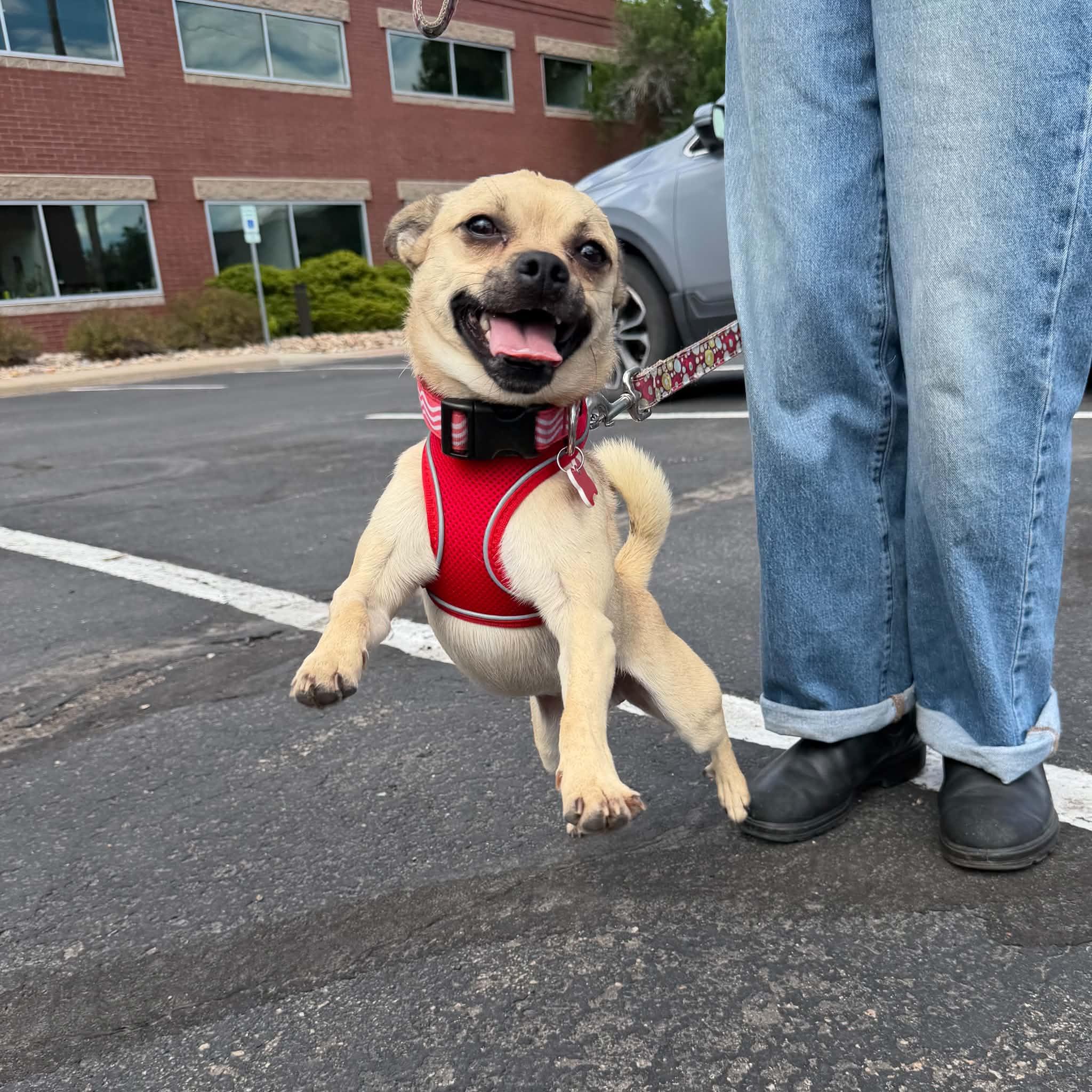 Enlarge Poncho, a ADOPTABLE mixed breed in Boulder, CO image 5/6