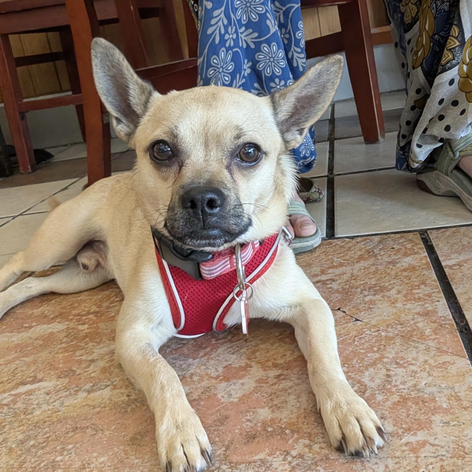 Enlarge Poncho, a ADOPTABLE mixed breed in Boulder, CO image 6/6