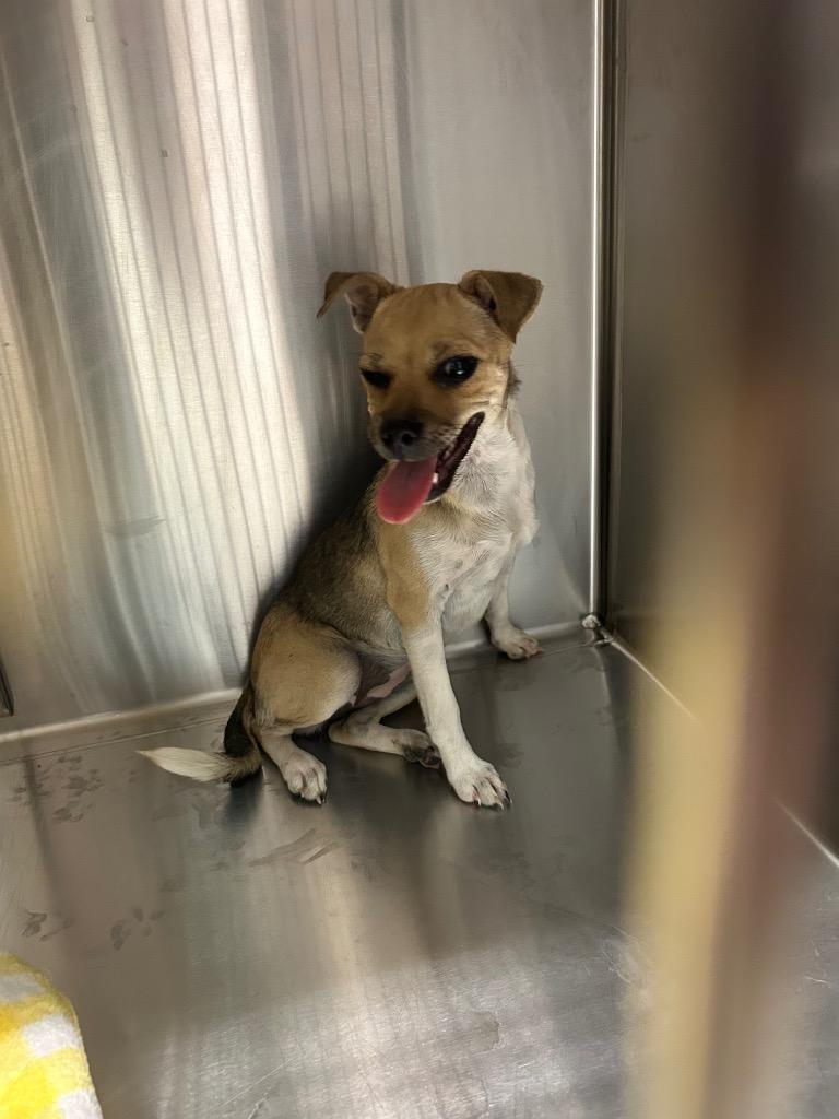 Pepper Mint, Adoptable, Young Female Chihuahua.