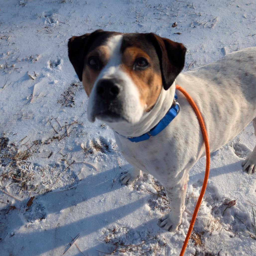 Lucy, Adoptable, Adult Female American Staffordshire Terrier & Beagle.