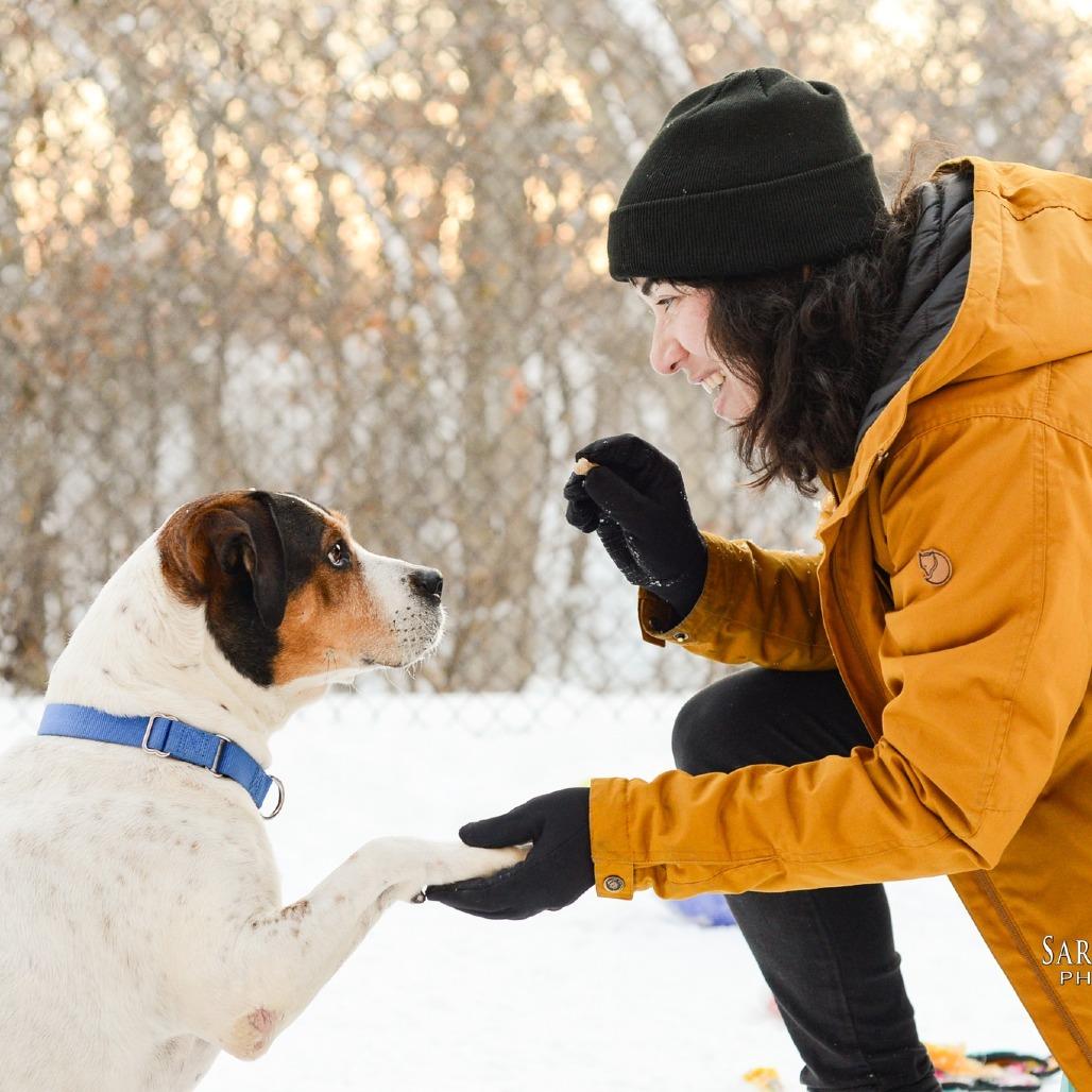Lucy, a Adoptable mixed breed in Grand Rapids, MI image 2/6