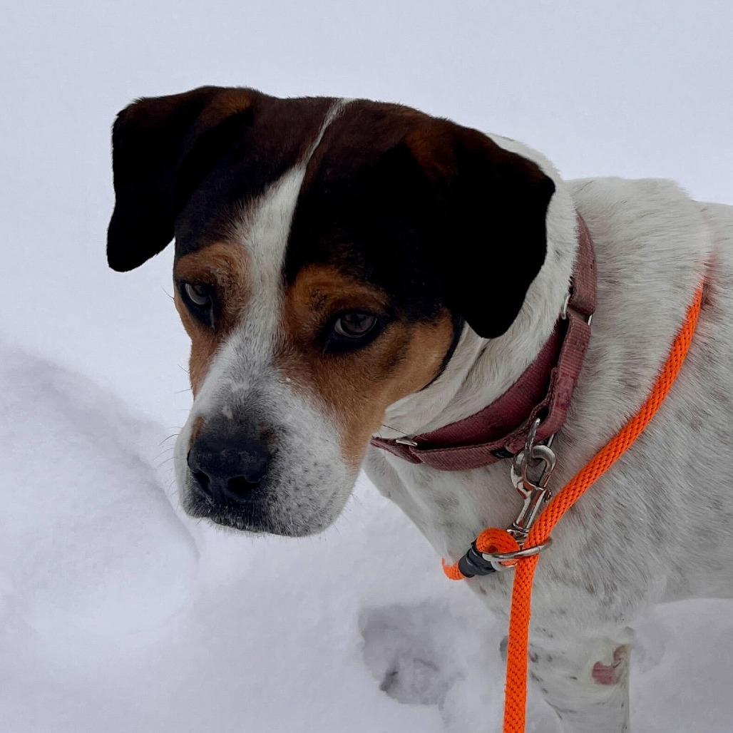 Enlarge Lucy, a Adoptable mixed breed in Grand Rapids, MI image 2/3