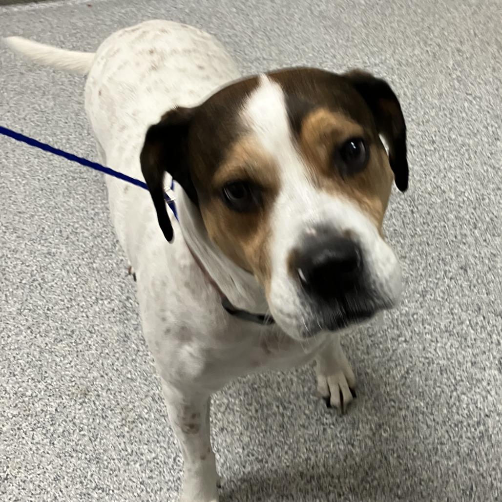 Enlarge Lucy, a Adoptable mixed breed in Grand Rapids, MI image 1/1