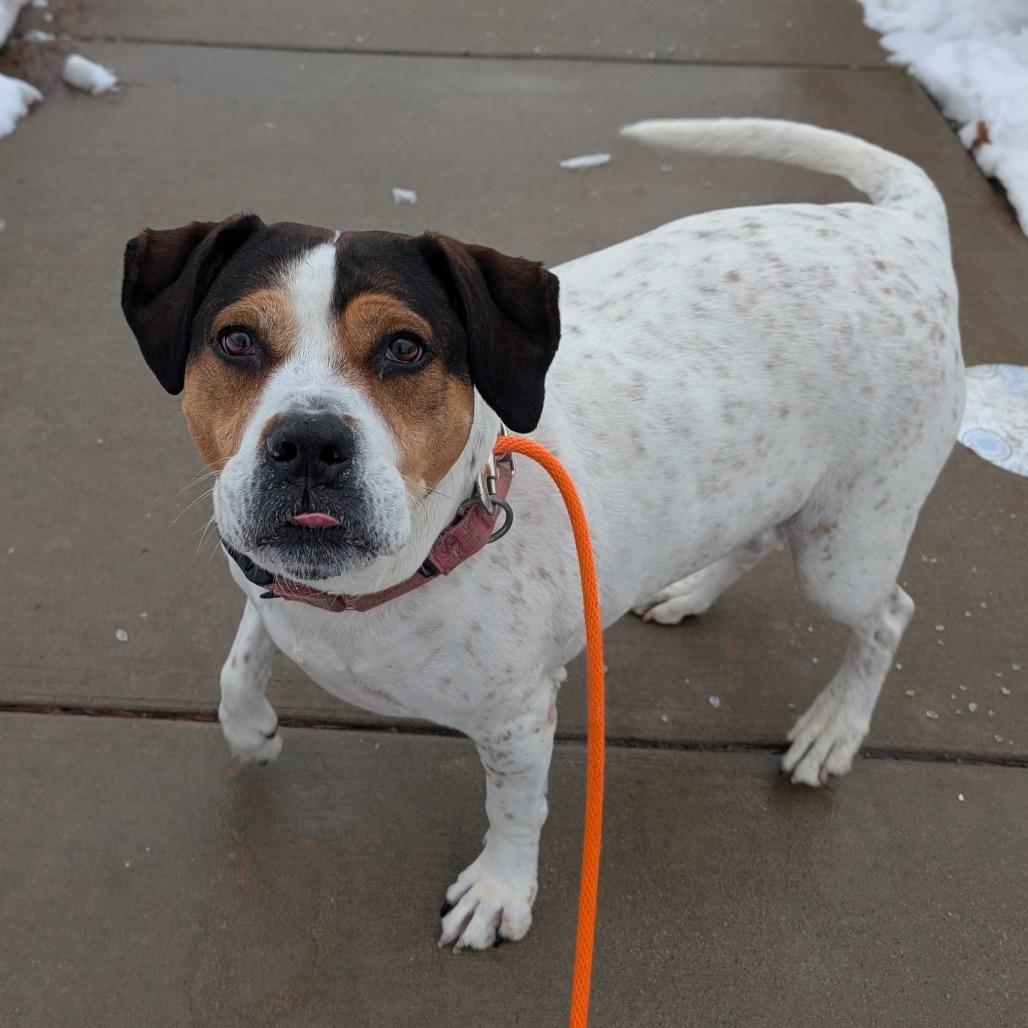 Enlarge Lucy, a Adoptable mixed breed in Grand Rapids, MI image 3/3