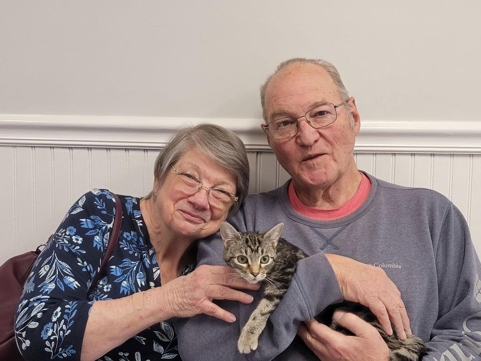 Weeble - CP, Adopted, Young Female Domestic Short Hair & Tabby.