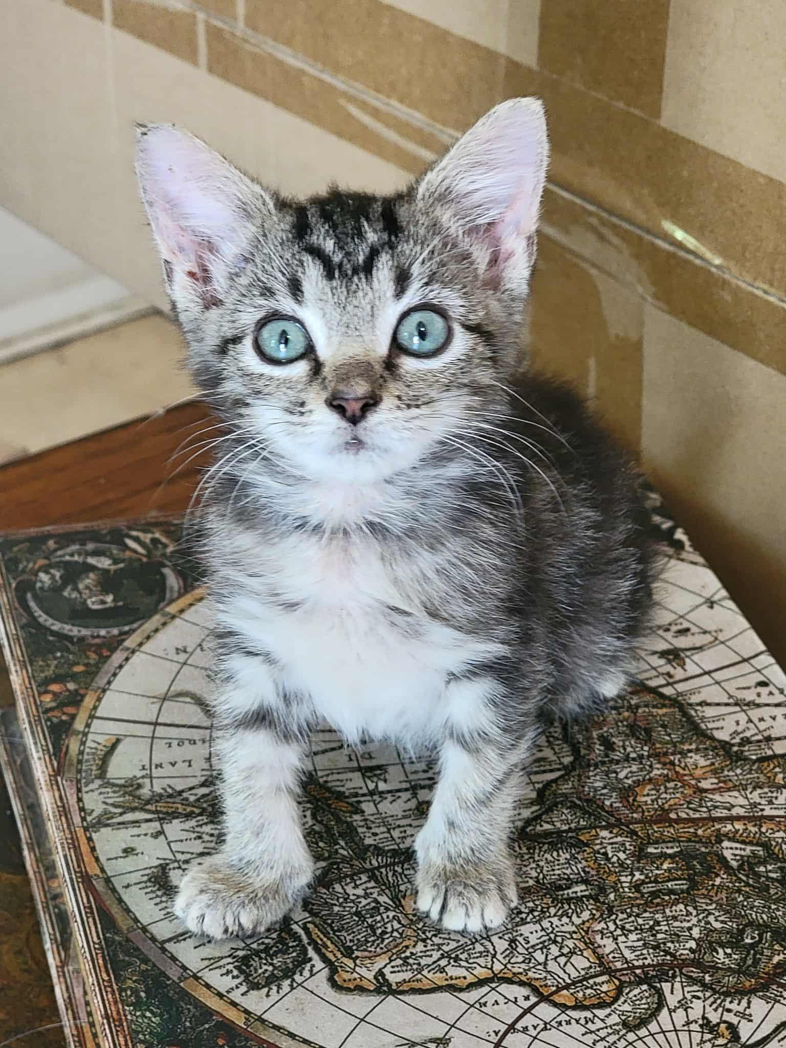 Enlarge Weeble - CP, a Adopted mixed breed in Locust Grove, GA image 2/3