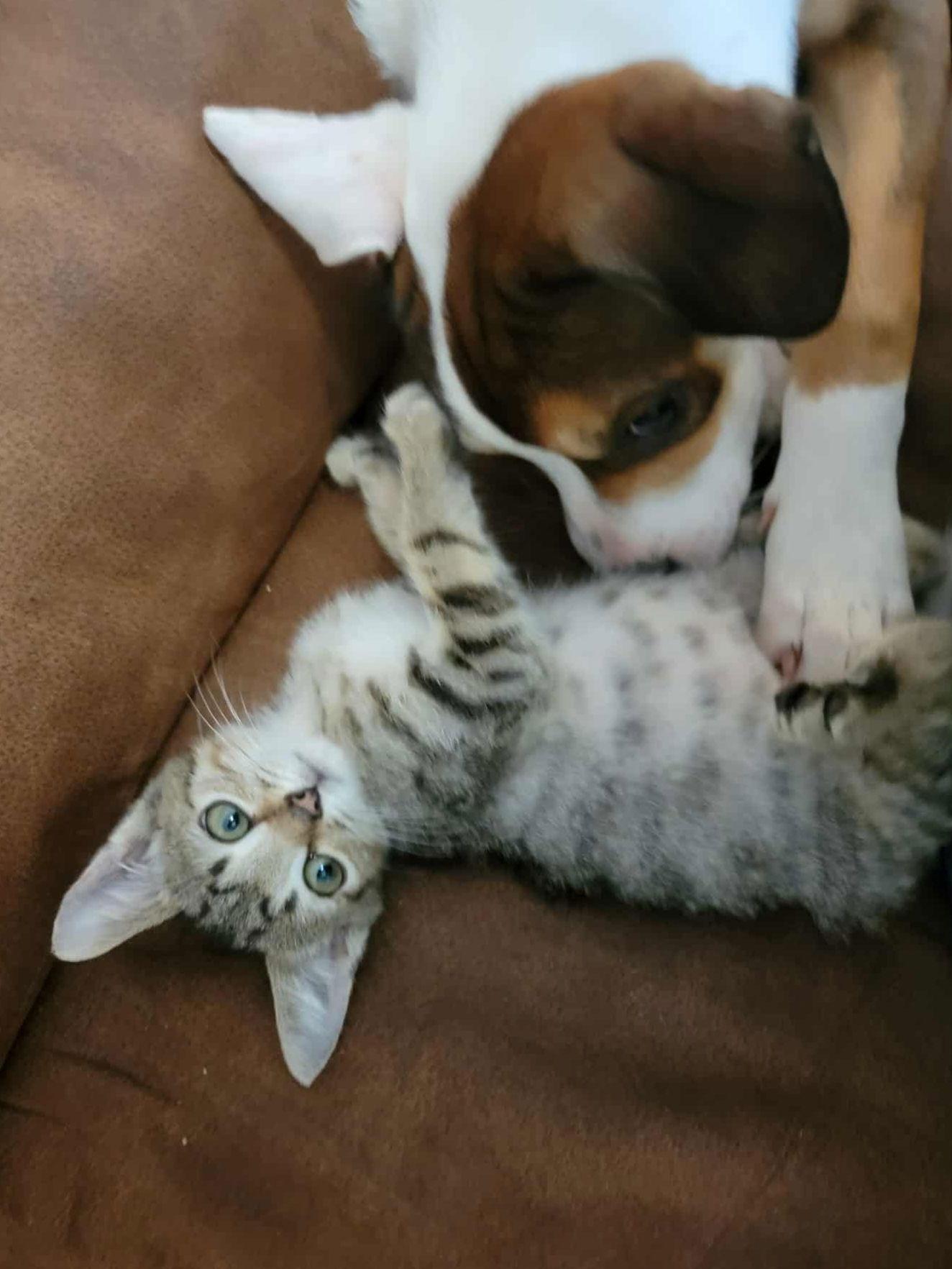 Enlarge Weeble - CP, a Adopted mixed breed in Locust Grove, GA image 3/3