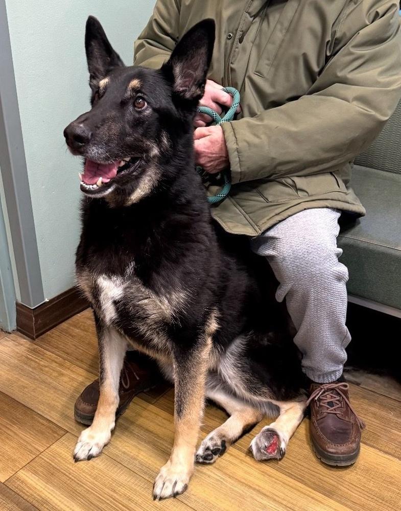 Valor, Adoptable, Young Male German Shepherd Dog.