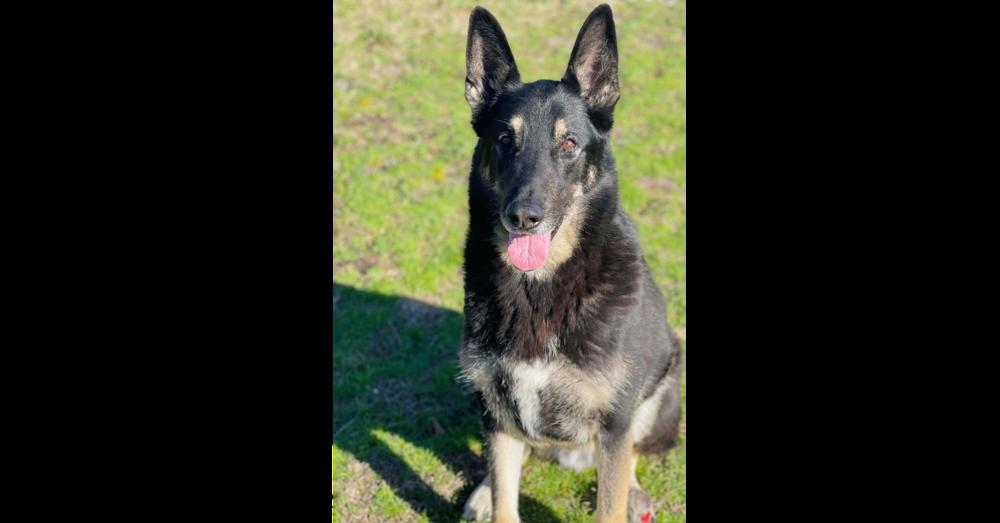 Enlarge Valor, a Adoptable German Shepherd Dog in Naperville, IL image 2/5