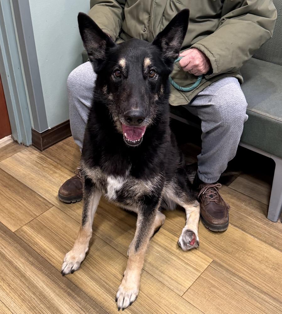 Enlarge Valor, a Adoptable German Shepherd Dog in Naperville, IL image 3/5