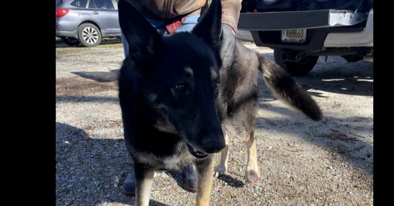 Enlarge Valor, a Adoptable German Shepherd Dog in Naperville, IL image 4/5