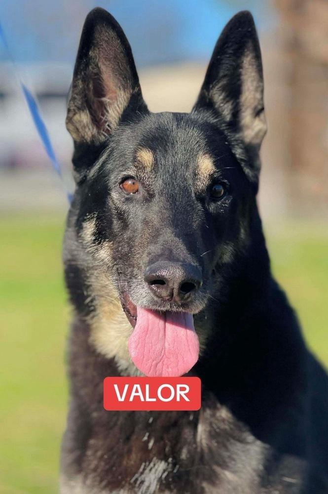 Enlarge Valor, a Adoptable German Shepherd Dog in Naperville, IL image 5/5