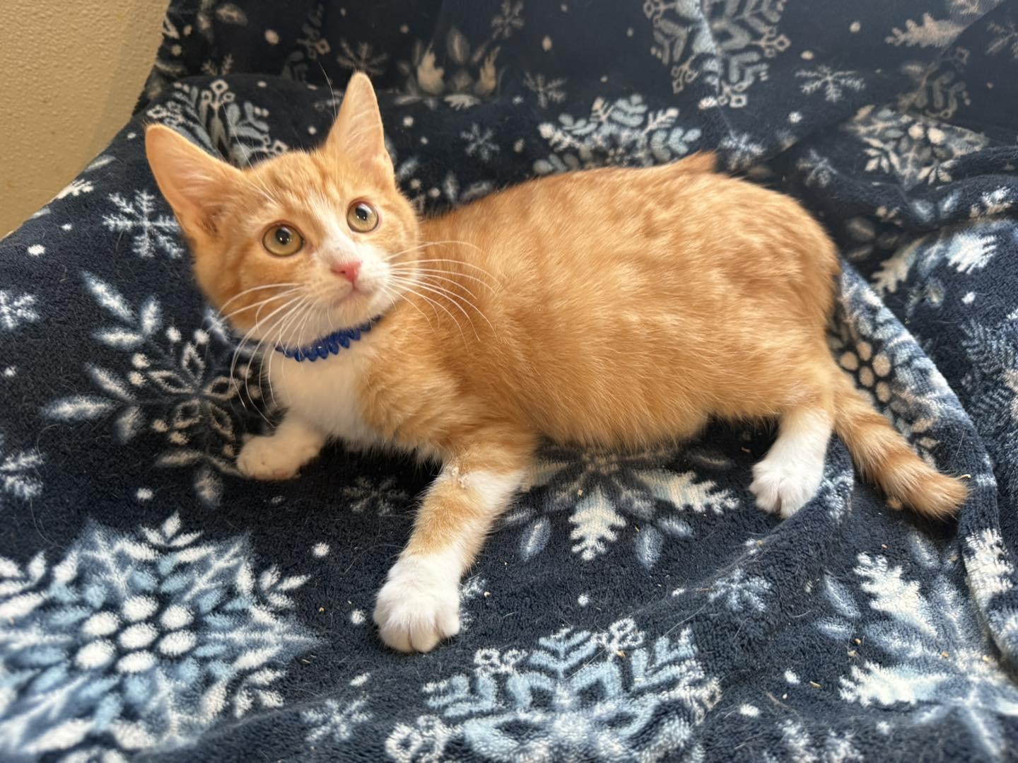 Cheeto, ADOPTABLE, Kitten Male Tabby.