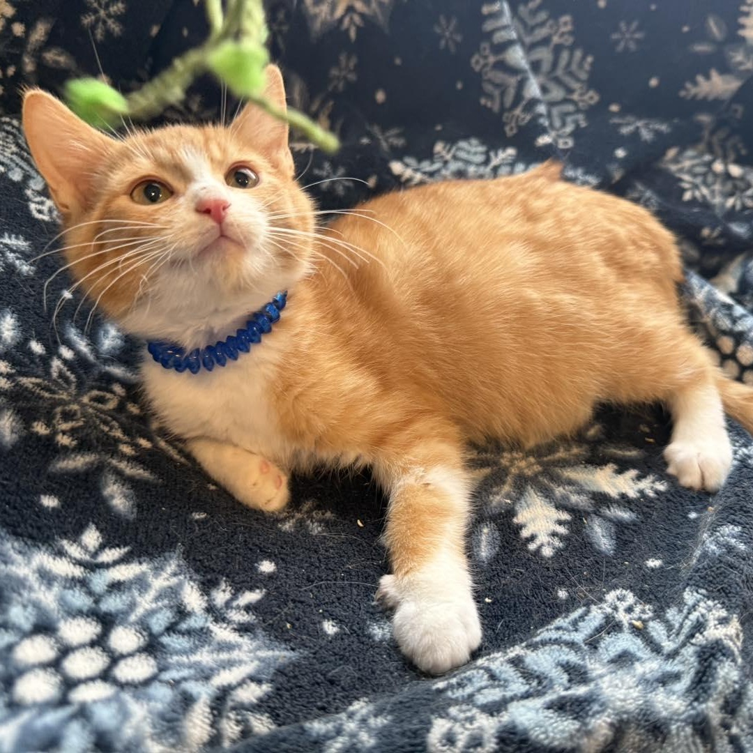 Enlarge Cheeto, a ADOPTABLE Tabby in Richmond Dale, OH image 2/3