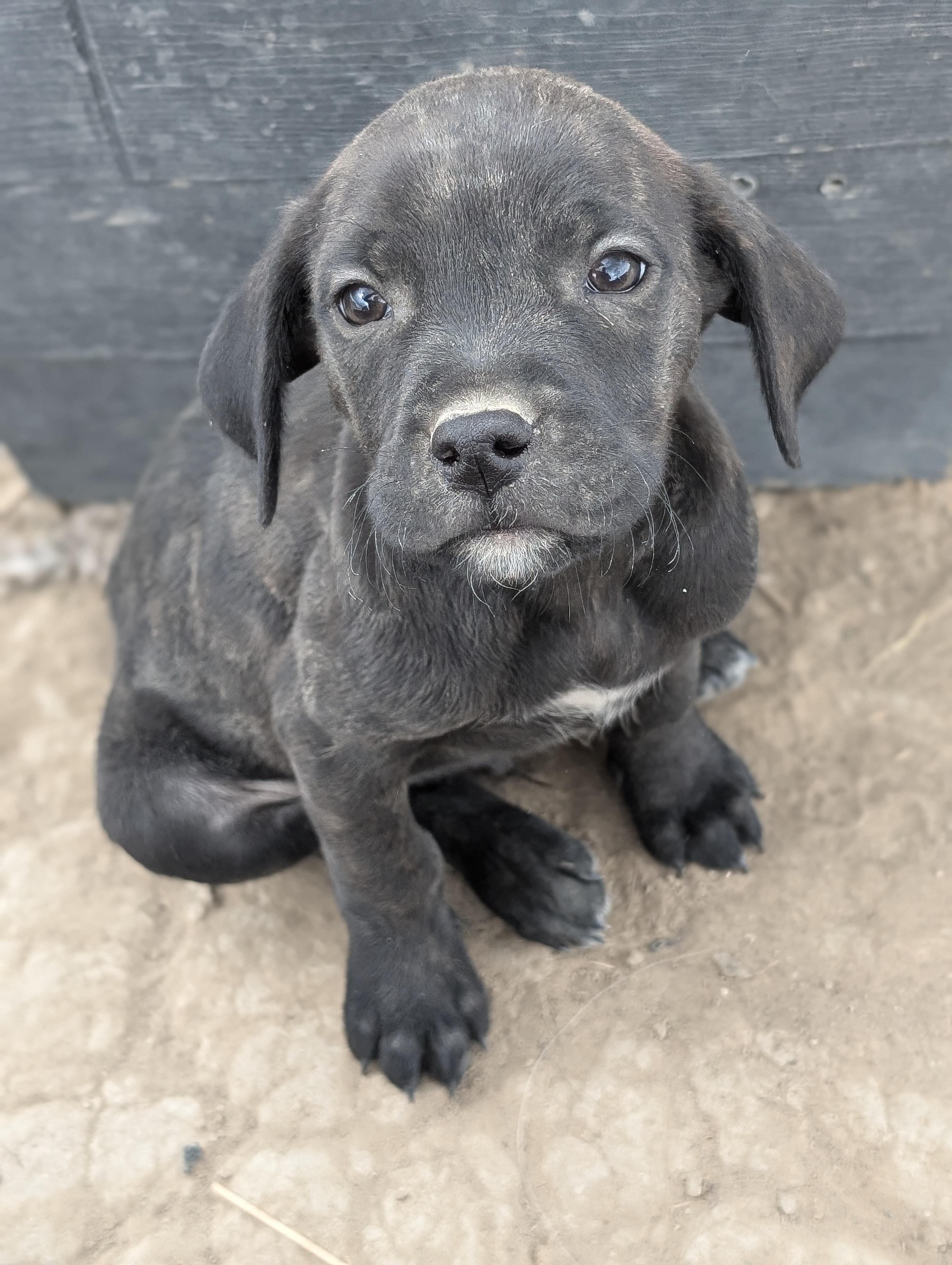 Puppy 2, Adoptable, Puppy Male Golden Retriever.
