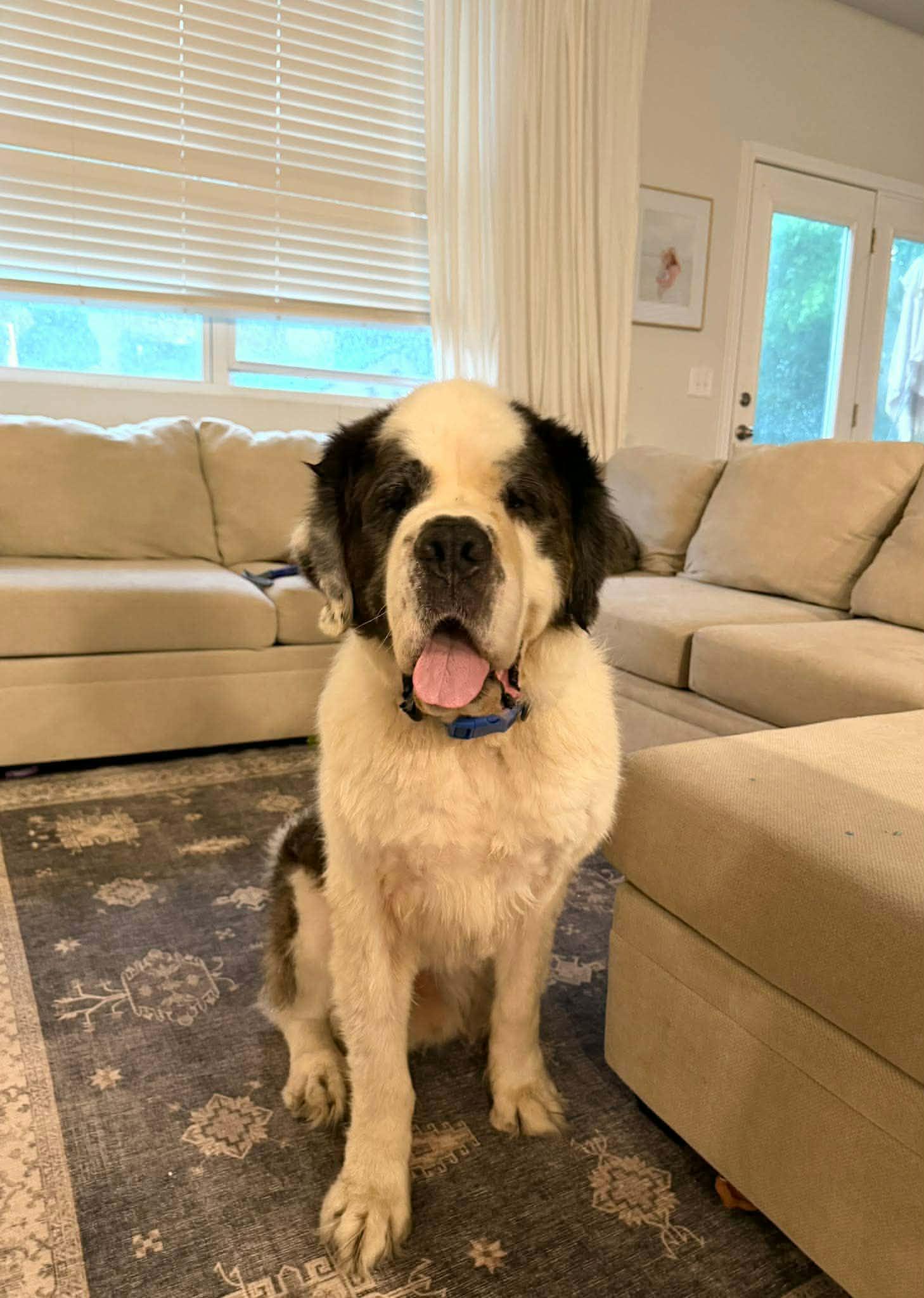 Enlarge Wally so il, a Adoptable Saint Bernard in MURPHYSBORO , IL image 1/3