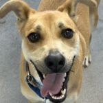 Charley Boy — thumbnail 3