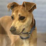 Charley Boy — thumbnail 4