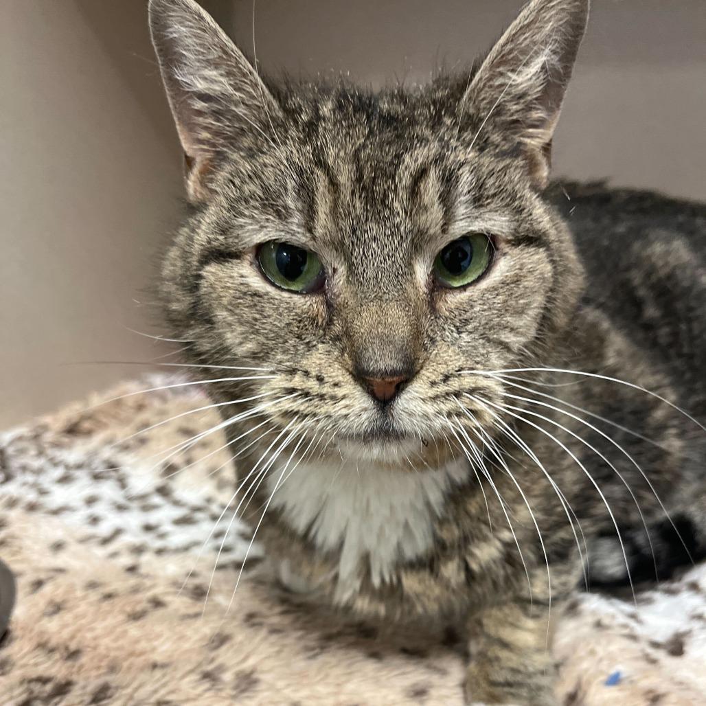 Chorus, a Adoptable Domestic Short Hair in Rifle, CO image 1/5