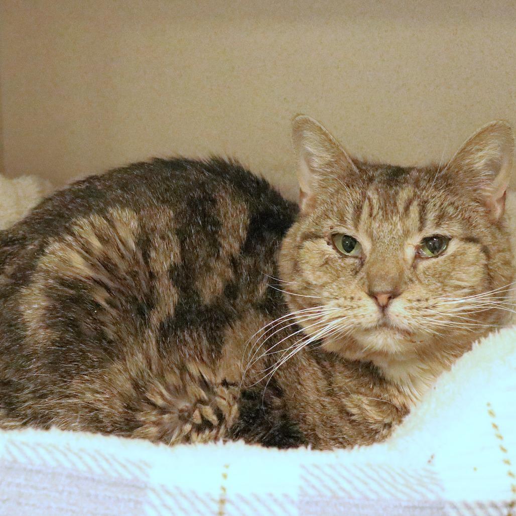 Chorus, a Adoptable Domestic Short Hair in Rifle, CO image 2/5