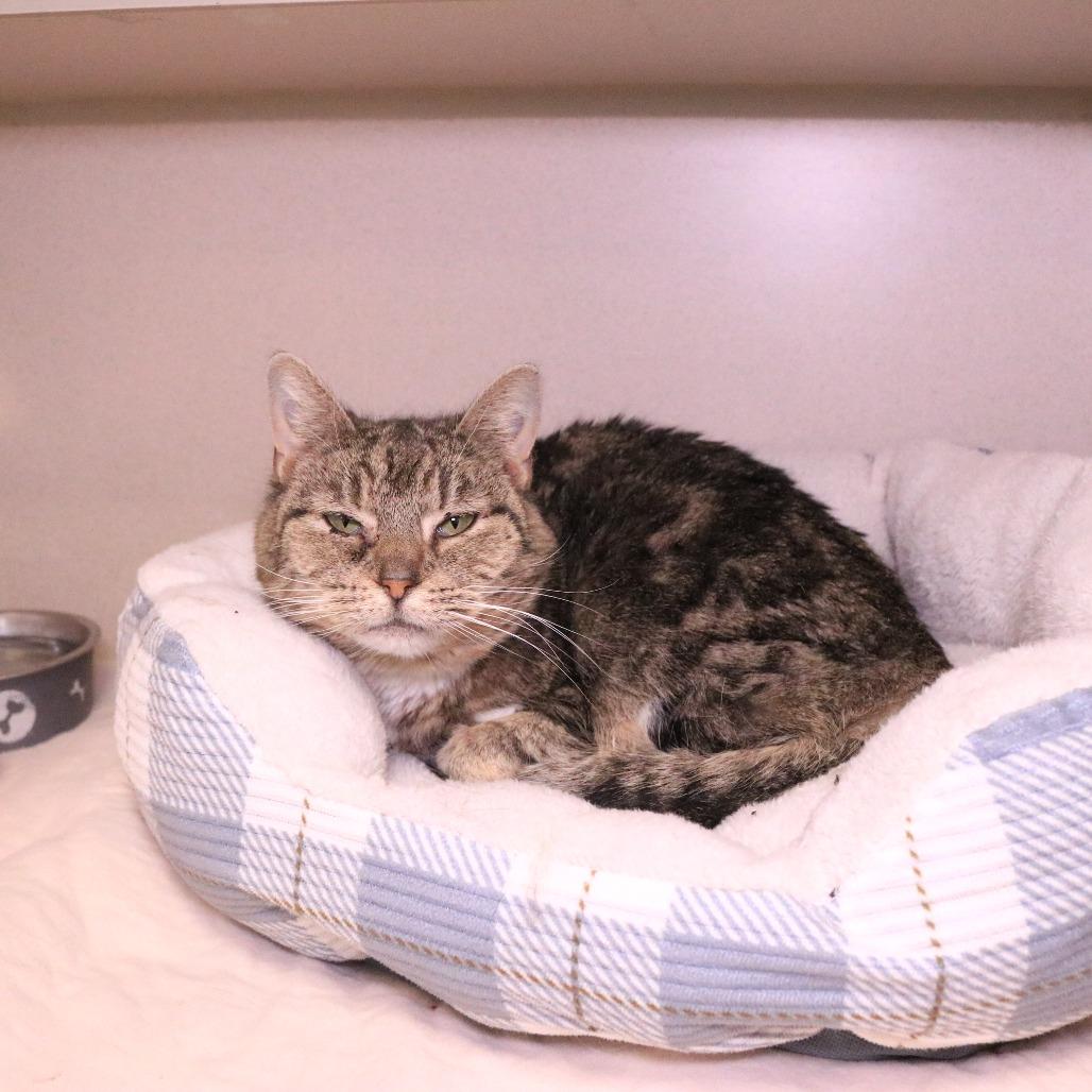 Chorus, a Adoptable Domestic Short Hair in Rifle, CO image 3/5