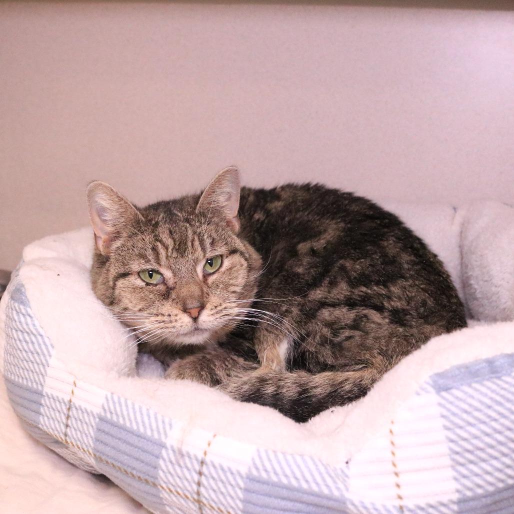Chorus, a Adoptable Domestic Short Hair in Rifle, CO image 4/5